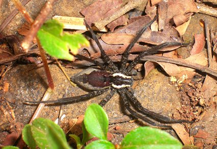 Zootaxa's tweet image. New data on Indian nursery-web #spiders (#Araneae: #Pisauridae)
#taxonomy
doi.org/10.11646/zoota…