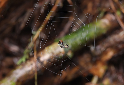 Zootaxa's tweet image. On the survey of theridiosomatid #spiders (#Araneae: #Theridiosomatidae) from Qizimeishan National Nature Reserve, #China
#taxonomy
doi.org/10.11646/zoota…