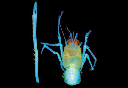 Zootaxa's tweet image. A new deep-sea squat #lobster (#Decapoda: #Anomura) from a seamount of the Arabian Sea, India, with re-description of Gonionida comorina (Alcock &amp;amp; Anderson, 1899)
#taxonomy
#newspecies
doi.org/10.11646/zoota…