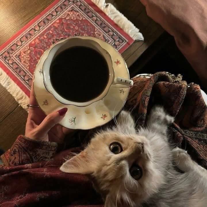 كُل ما أتمناهُ قهوةً دافئه ☕
 في ليل مُطمئن،   
 ومساحه صَغيره من الطمأنينة 
 لا يُزاحمها شيء.🤎🦋

🦋 #selrame🦋