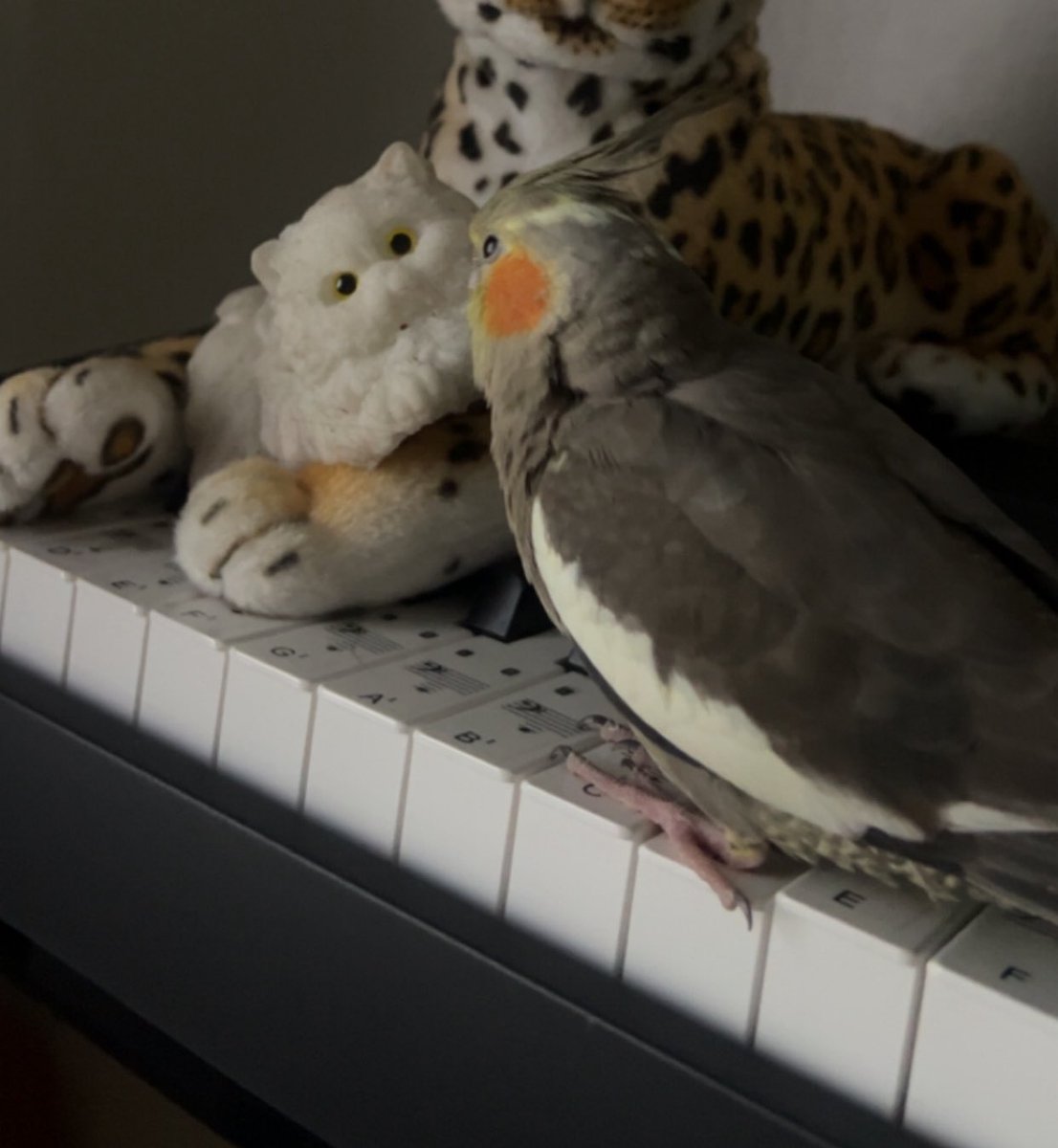 raxlli's tweet photo. New friend. https://t.co/g1tna0z7W6