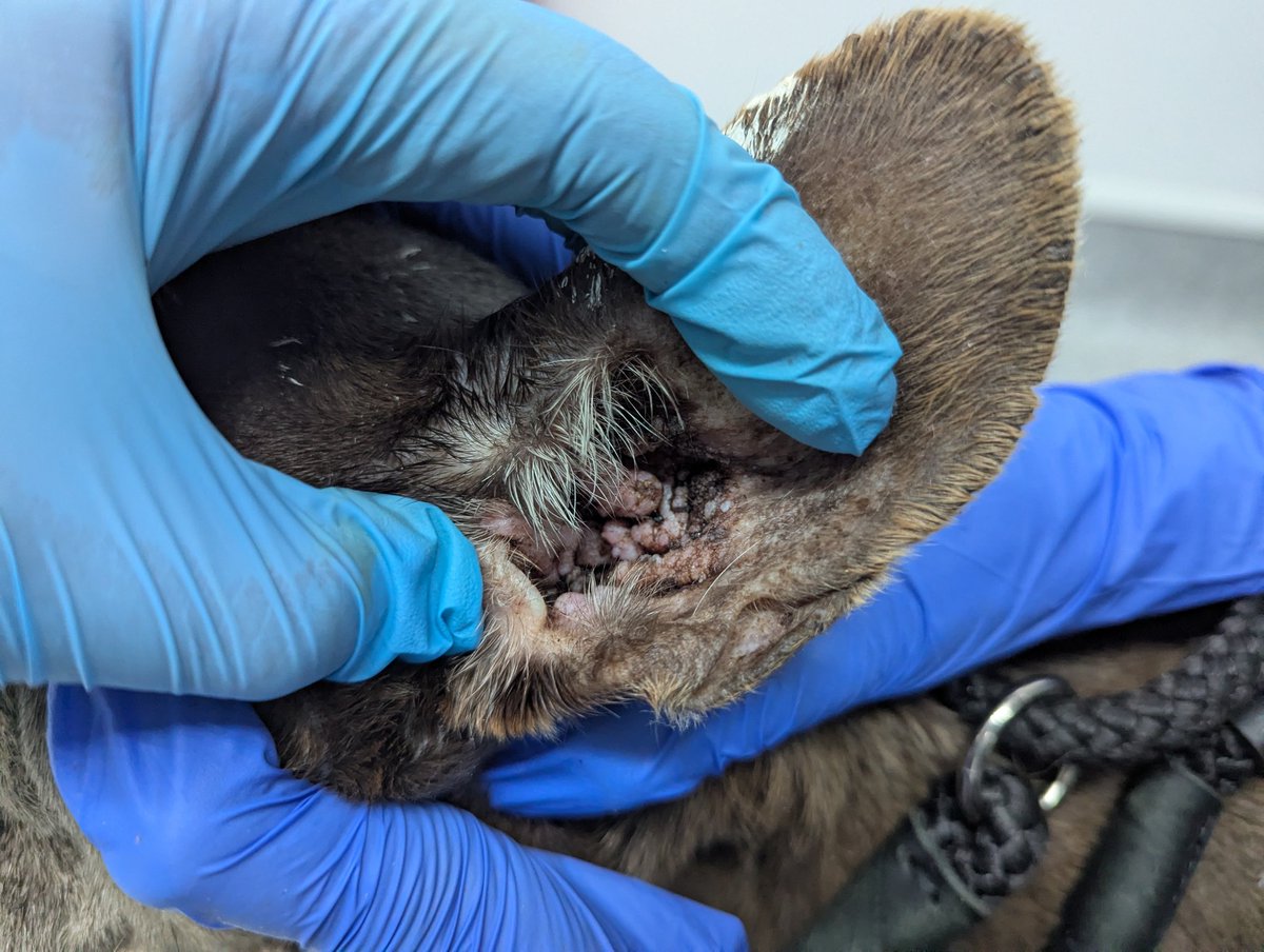 Anthony Joynes tweet media