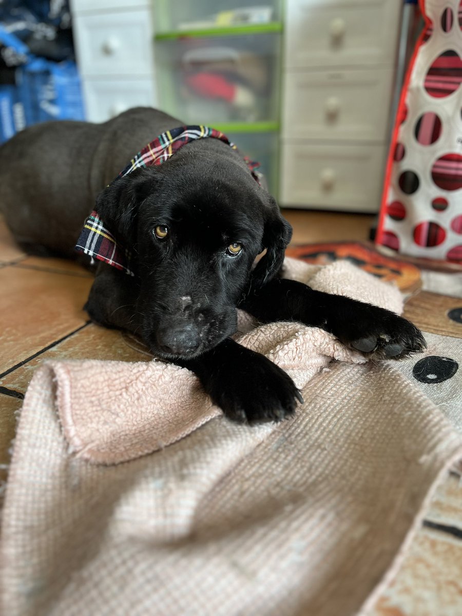 Panchito,11 años.🩷