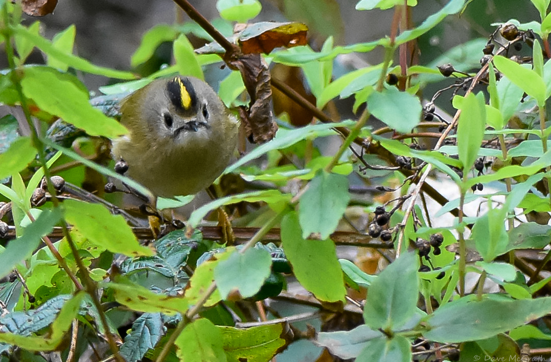DavidMcGrath42's tweet photo. #Firecrest & #Goldcrest Kinsale Co.Cork 2/2/26 https://t.co/CQHlelcw3Z