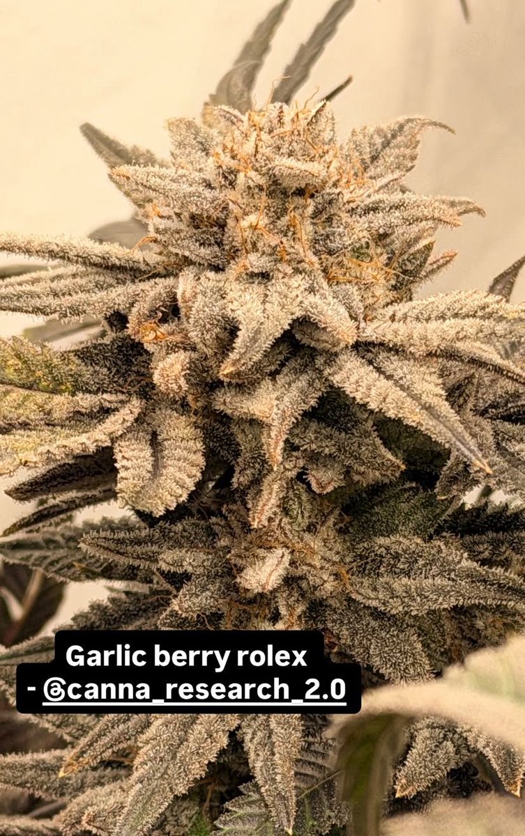 Canna Research tweet media