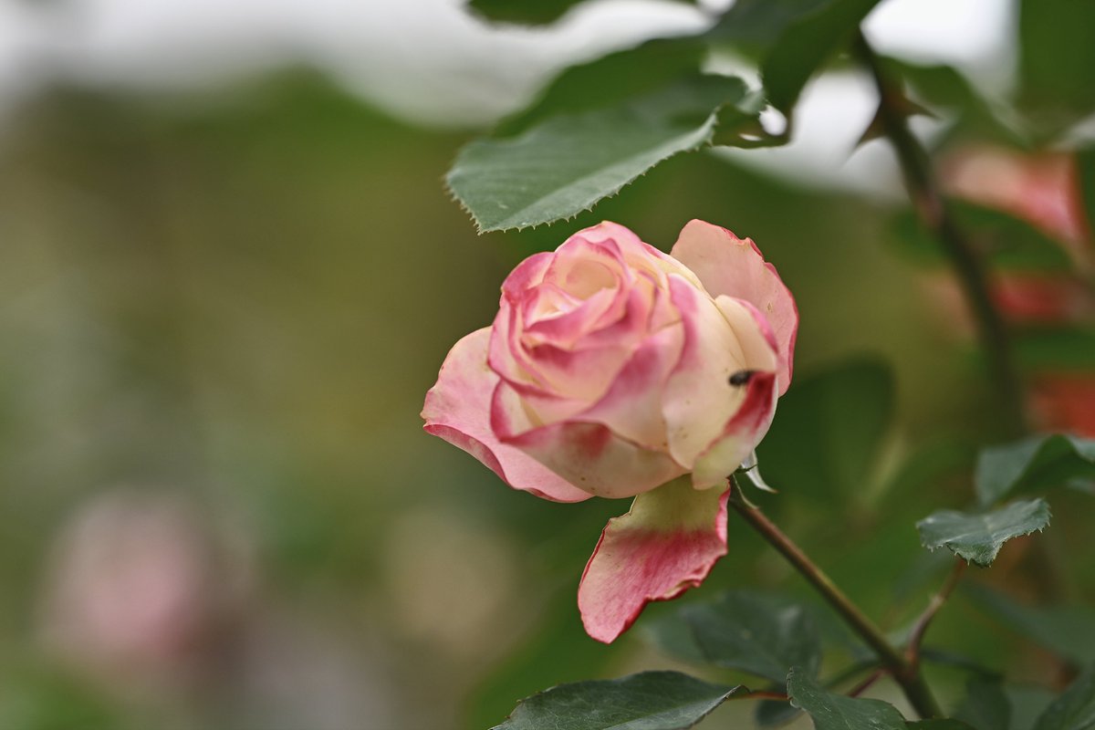 kazumi (@zf1118kazumi) / Posts / X