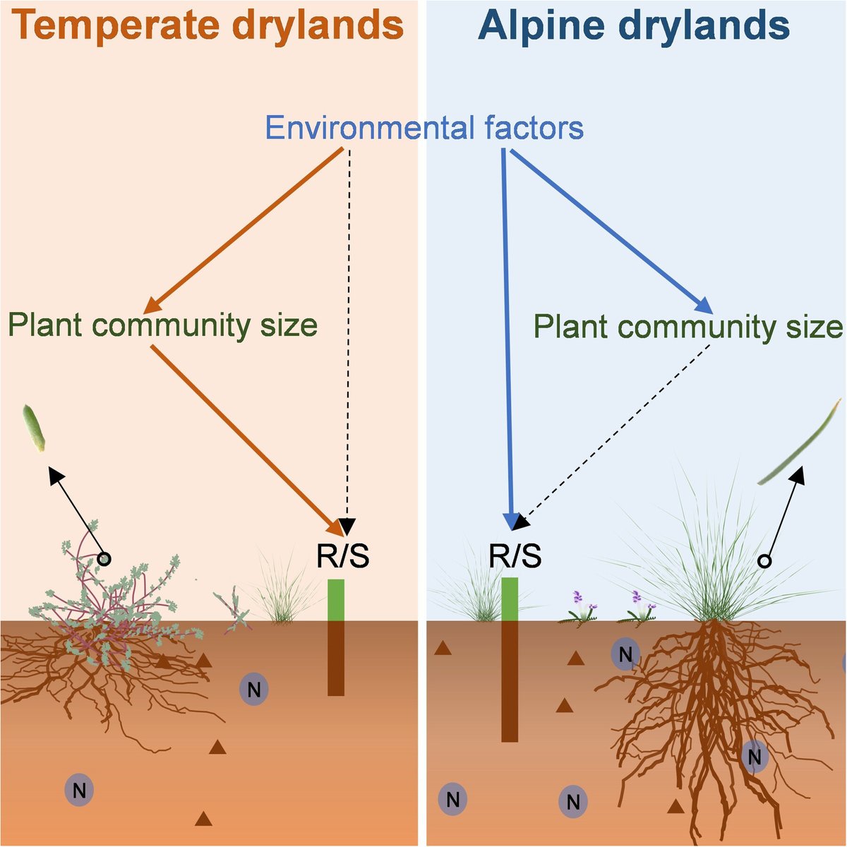 JIPBio's tweet image. Do vast, functionally distinct #ecosystems like temperate and alpine drylands differ in #climate-impacted biomass allocation strategies?
Hu et al. offer a predictive framework for vegetation response to the #ClimateCrisis.
doi.org/10.1111/jipb.7… @WileyLifeSci #PlantSci #JIPB