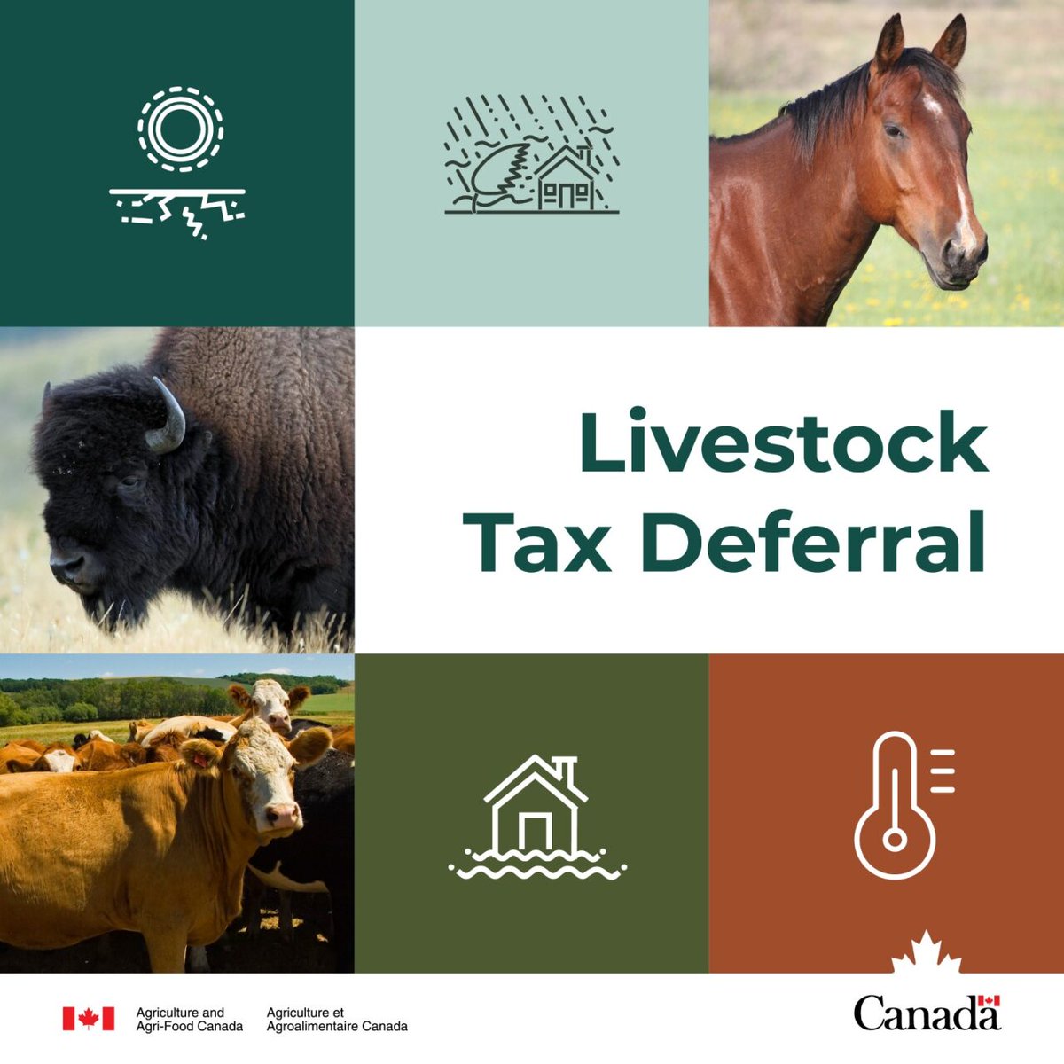 AAFC_Canada's tweet photo. Due to challenging weather conditions, more regions now qualify for the 2025 Livestock Tax Deferral. This support helps producers manage extreme weather impacts. See the regions added: 👉 https://t.co/btfpKL8Buu https://t.co/ACZJfTgswA