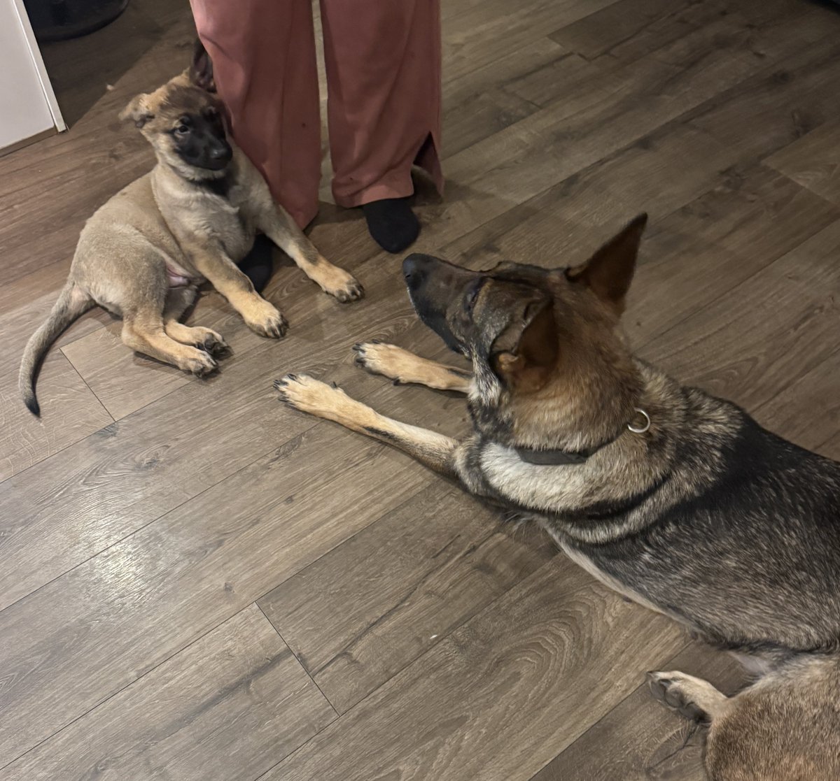 DC_Police Dogs ( Puppy Development Program) tweet media