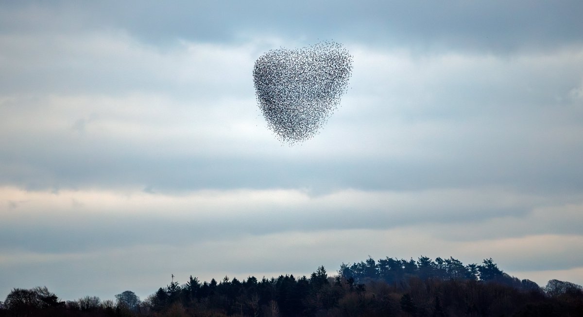 INPHOjames's tweet image. What started as a dull evening on Lough Ennell turned into the murmuration of the year. Once the peregrine arrived and all hell broke loose. The next 5–6 weeks are usually the best, here’s hoping the weather settles and we get plenty more displays like this