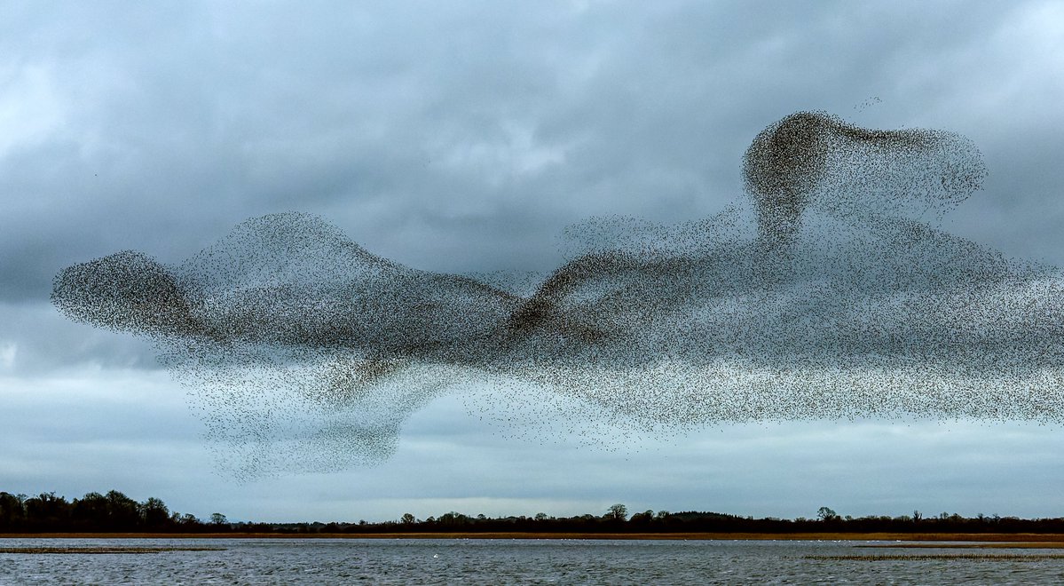 INPHOjames's tweet image. What started as a dull evening on Lough Ennell turned into the murmuration of the year. Once the peregrine arrived and all hell broke loose. The next 5–6 weeks are usually the best, here’s hoping the weather settles and we get plenty more displays like this