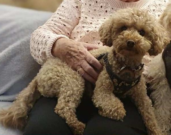millypod1's tweet photo. 🆘31 JAN 2026 #Lost SKYLAR #ScanMe
Small Poodle: Toy Female
Saltwell Park #NE8 #Gateshead Tyne and Wear Wearing a pink collar.
https://t.co/rrkY6KuH5A https://t.co/6F3lxKhJhn
