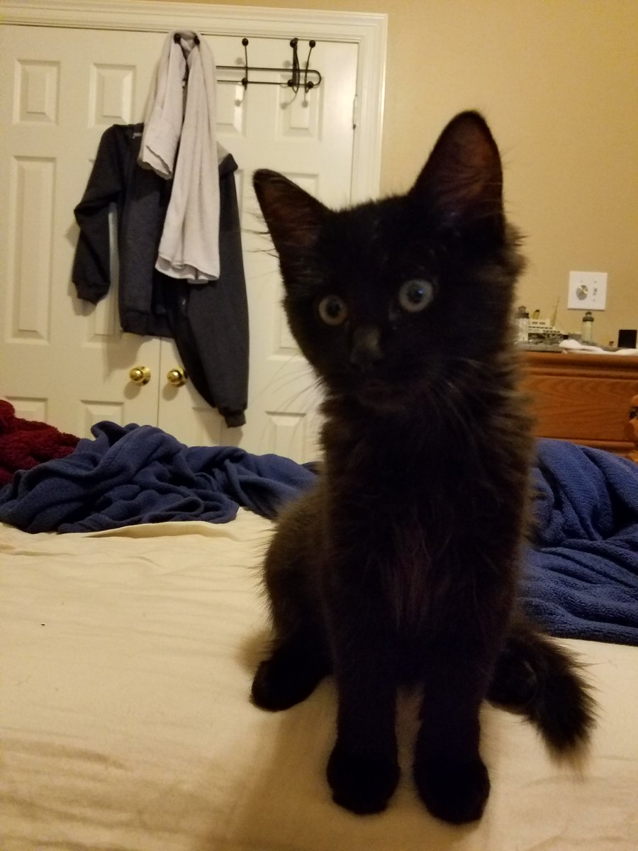 CatboyAstolfo's tweet photo. Isabel, the most beautiful and precious kitty cat in the world, passed away on Saturday. https://t.co/qnRhsWMKXq