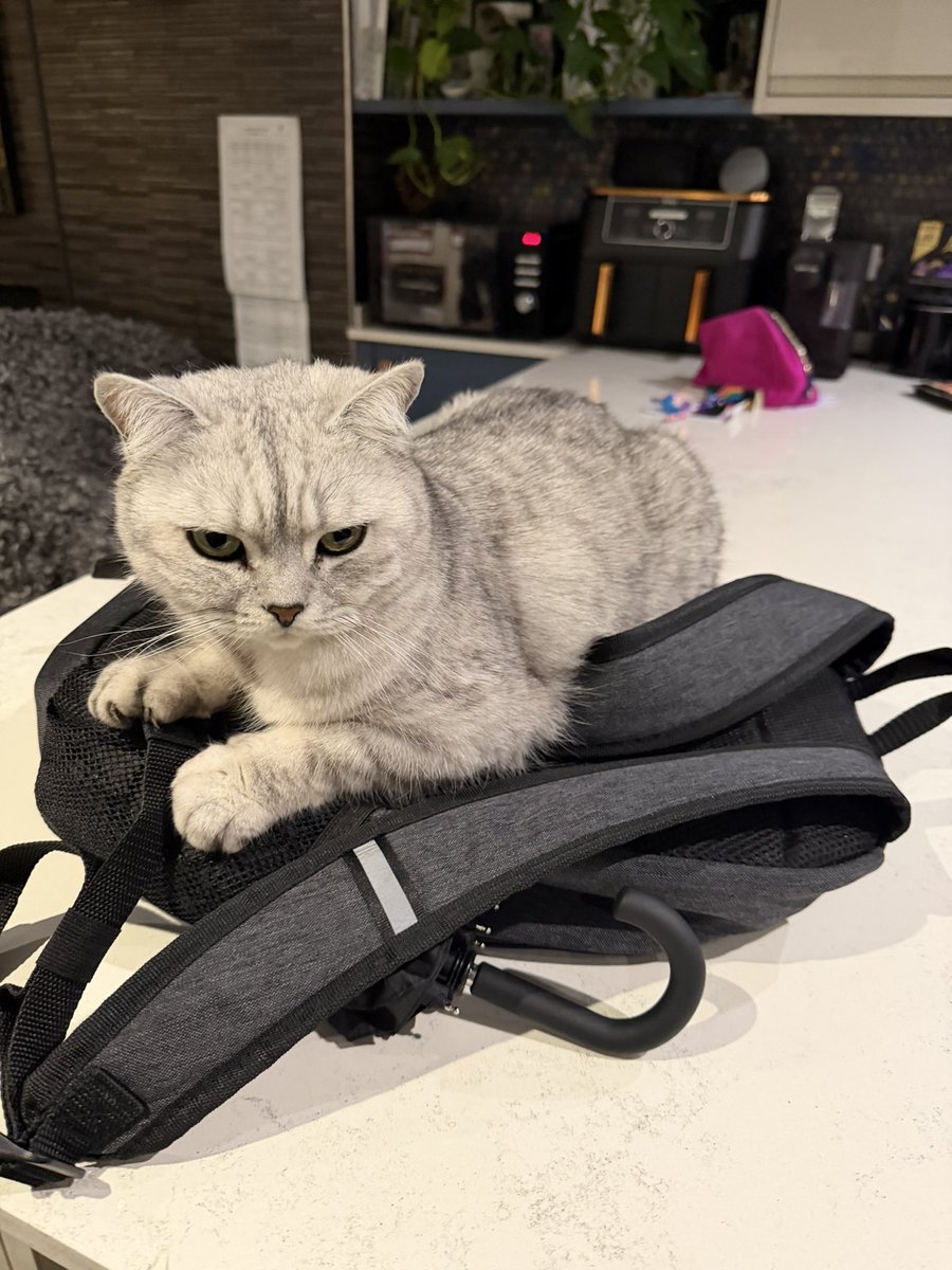 Dax Cat #ambassacat tweet media