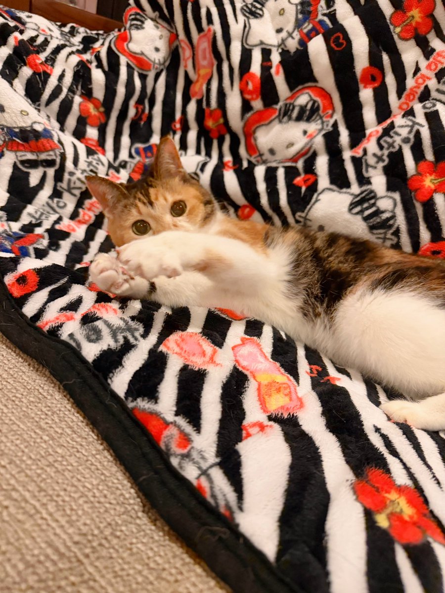 Post by あめちゃん🐱 on X: 🐱
