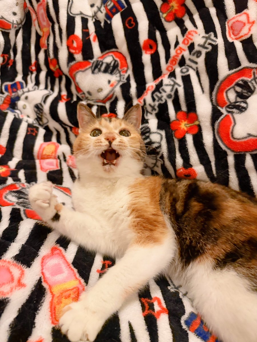 Post by あめちゃん🐱 on X: 🐱