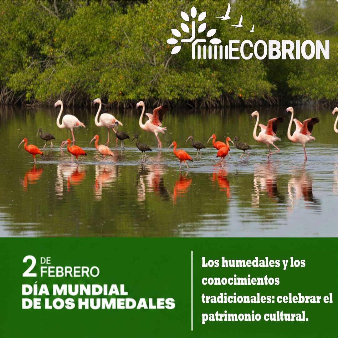 #02Feb 💙 Los humedales son el alma de nuestra cultura...nos dice <a href="/ecobrion/">Fundación Ecológica ECOBRION</a>:
🌿 “Los humedales y los conocimientos tradicionales: celebrar el patrimonio cultural”.

​ECOBRION Fundación ecológica protege el "Humedal Costero Laguna La Reina" en Higuerote 

Hilo...