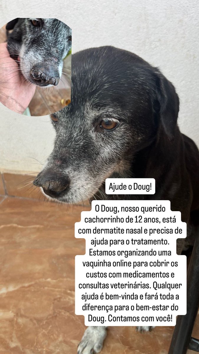 vnwrld_31's tweet photo. @JaqueVenturini1 Meu amigão tem 12 anos está doente e com dificuldade para respirar. O tratamento é caro e, com filho e muitas despesas, não consigo pagar tudo sozinho.
Criei essa vaquinha com o coração apertado. Qualquer ajuda ou compartilhamento já faz toda a diferença.
https://t.co/ZAKZxMsxpL https://t.co/OHy6NwgW2T