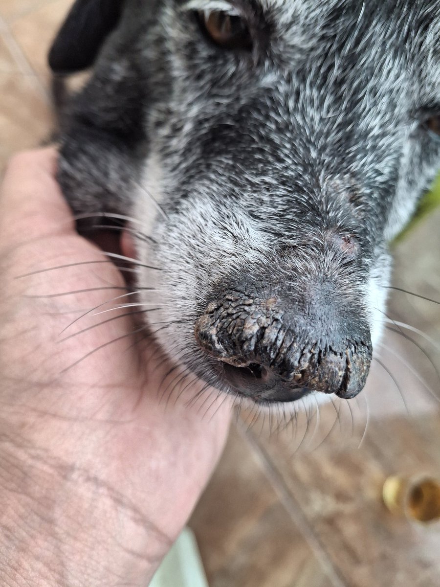vnwrld_31's tweet photo. @JaqueVenturini1 Meu amigão tem 12 anos está doente e com dificuldade para respirar. O tratamento é caro e, com filho e muitas despesas, não consigo pagar tudo sozinho.
Criei essa vaquinha com o coração apertado. Qualquer ajuda ou compartilhamento já faz toda a diferença.
https://t.co/ZAKZxMsxpL https://t.co/OHy6NwgW2T