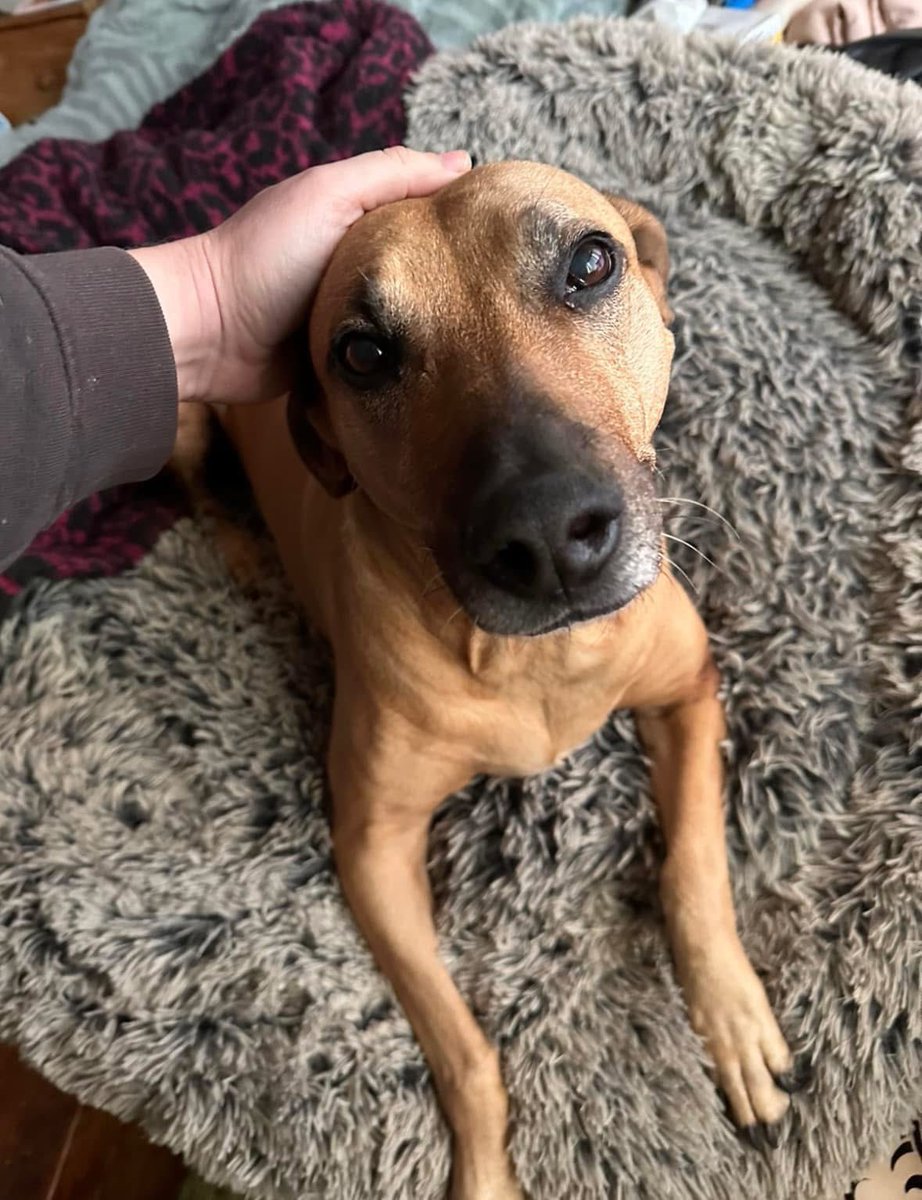 rawsonjones's tweet photo. Rest in peace my beautiful little girl Mango, who passed away last night in my arms.

The Twitter community played a huge part in the successful campaign to find her in 2017 when she went missing on the day I adopted her from a rescue shelter. We’ll forever be grateful. ❤️🐾 https://t.co/bnm6dQV98U