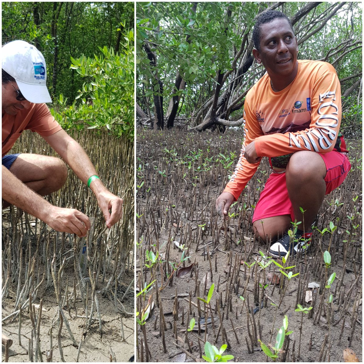 No solo cuida el agua, protege la identidad barloventeña y brionence, la pesca artesanal y los saberes ancestrales y de nuestros EcoBaqueanos. 🛶✨
Qué estan haciendo?
-En el ​EcoManglar: Restauran áreas críticas para que el "muro verde" siga protegiendo a Higuerote.

Hilo...