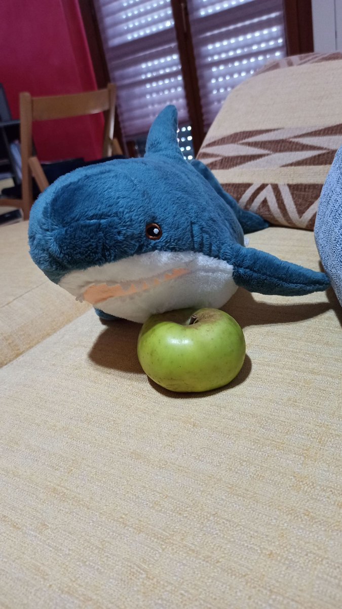 Human, what have you brought me?
I don’t understand if this is an apple or an unripe tomato.
I’m confused!

#IKEAのサメ #ikeashark #stuffedtoy #blåhaj #brioches #italy #peluches #stuffedanimals #blahaj #homesweethome #lasagna #apple #green #eat #tomato #confused #food #fruit