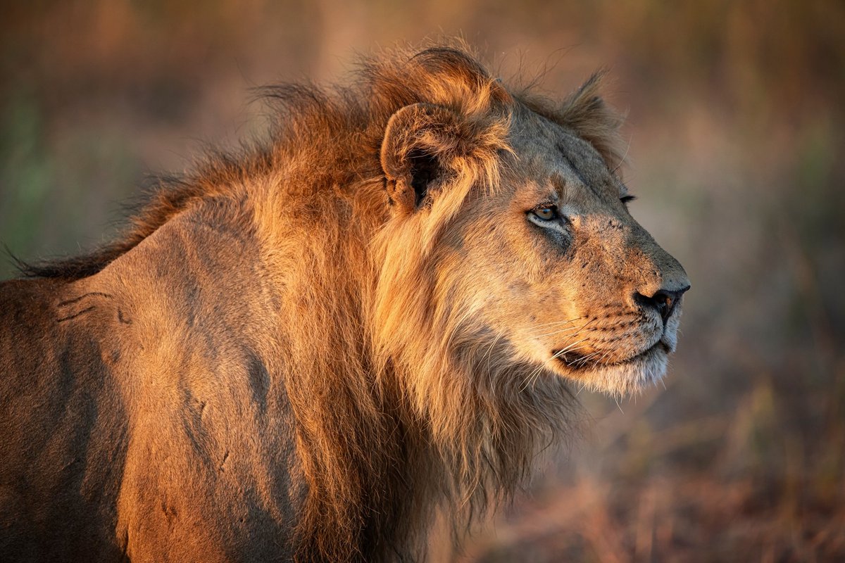 ByeHorse tweet media