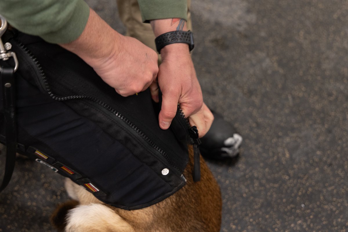 monroesheriffny's tweet photo. A big shout out and THANK YOU to the Polisseni Foundation for its generous support of law enforcement K9 units throughout Monroe County. Our K9s are being fitted for new vests – a necessary protection for the job. Thank you again for looking out for our four-legged deputies. https://t.co/ZJtnii5hlm