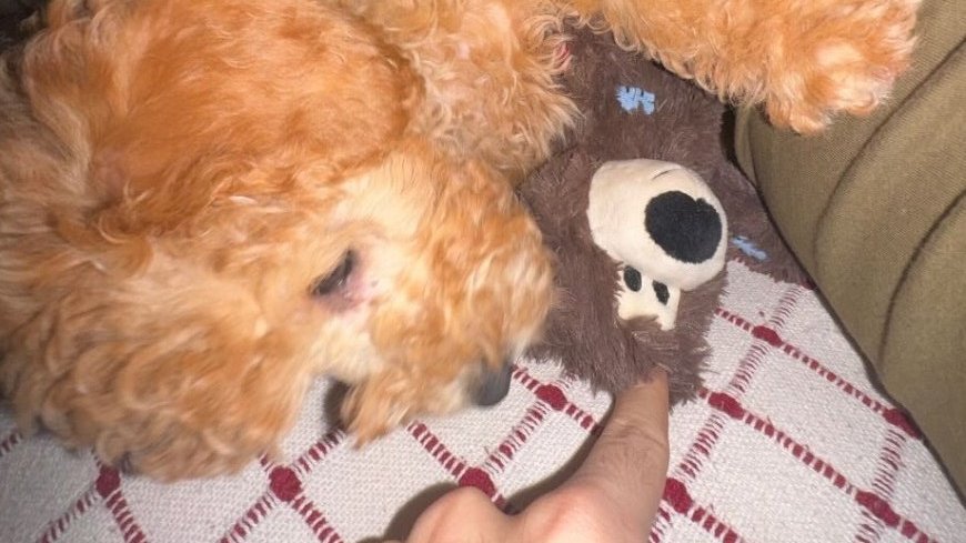 aliadoresluka's tweet image. natillas &amp;lt;3