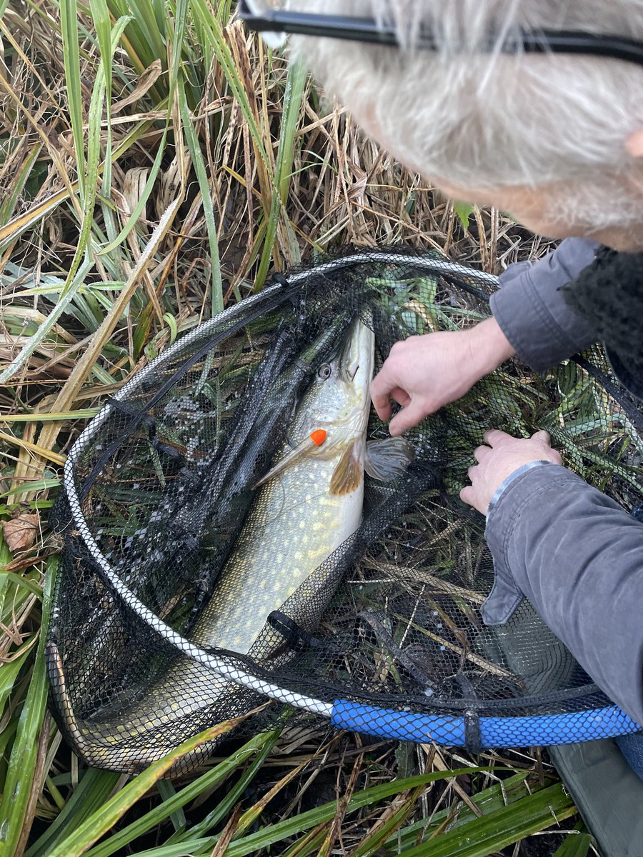 jonnorris12's tweet image. Off to Ware in Hertfordshire tomorrow to try and catch some Pike.
#Excited