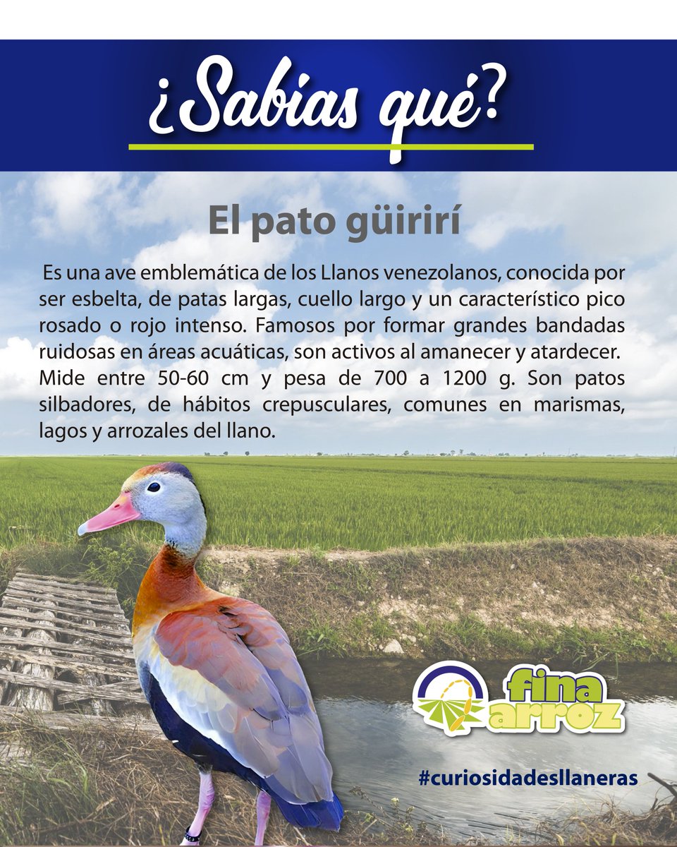 #CuriosidadesLlaneras
Sabías que?
El pato güirirí 
Es una ave emblemática de los Llanos venezolanos, conocida por ser esbelta, de patas largas, cuello largo y un característico pico rosado o rojo intenso.