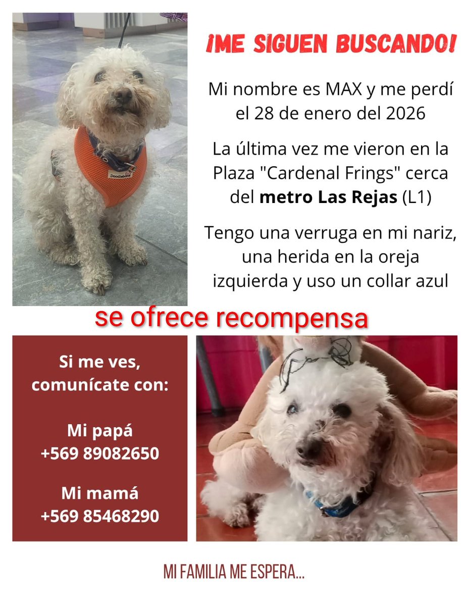 CsvChile's tweet photo. Atentos amigos si alguien ve a max 🥺🙏👇 https://t.co/fs1tANn4b5