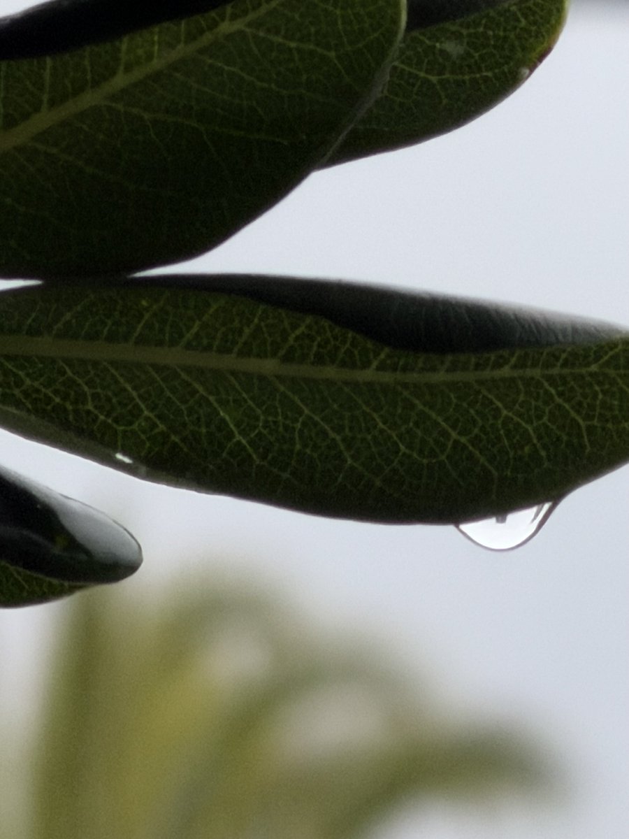 Alonein43672278's tweet image. #photography #leaves #drop #palm