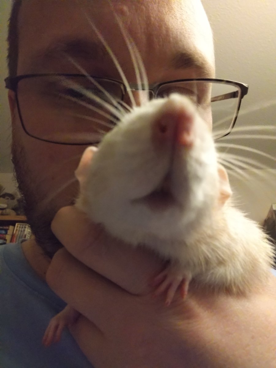 Greytail - Rattus Invictus! tweet media