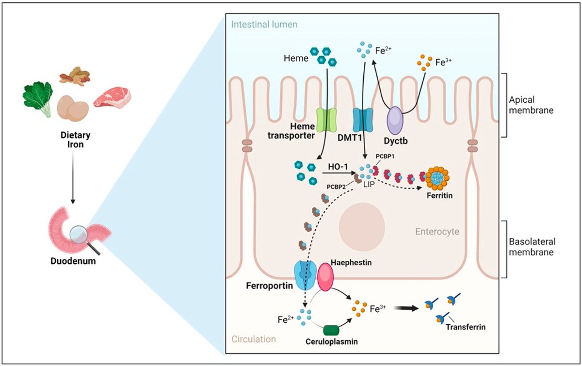 Iron sulfate gastrointestinal tract illustration