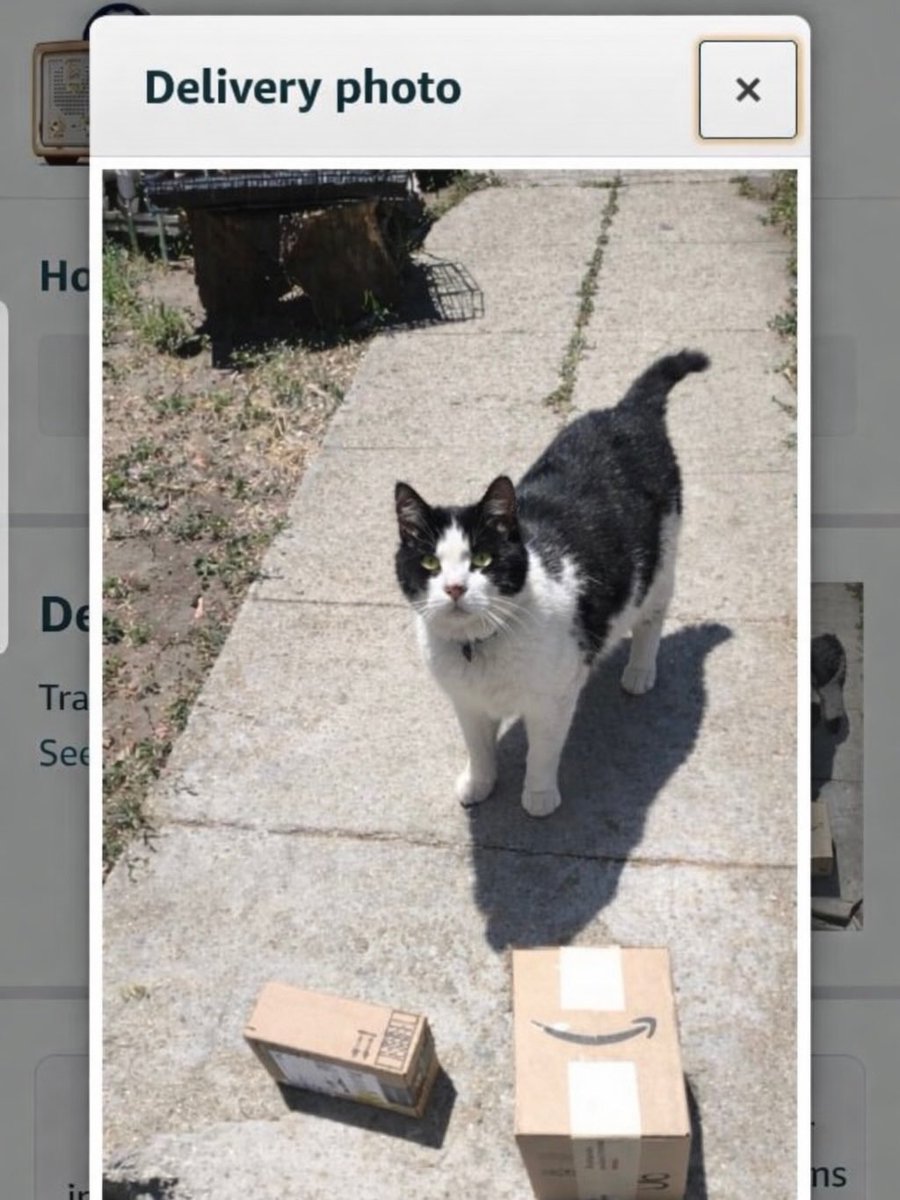 cats with powerful aura tweet media