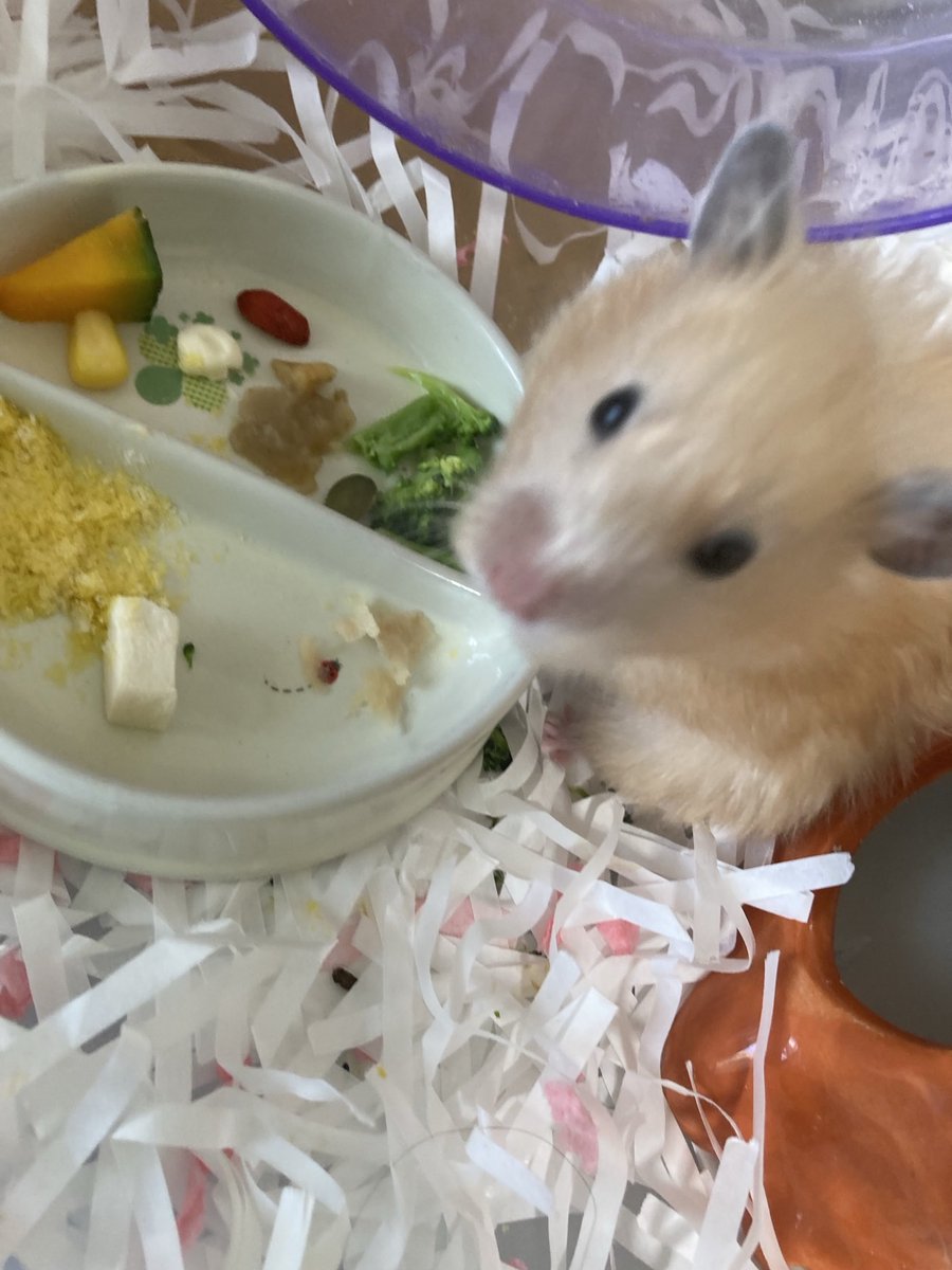 BUw0y's tweet image. Ｈana

#うま🤩

おいちいでしゅ😋🥗
💖🌸🐠🌴🍡🍭🌸💖