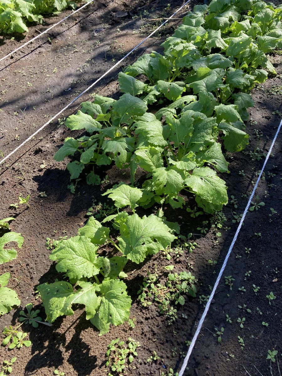 michy5149's tweet photo. 完全に端境時期です。

ストック野菜はキャベツ🥬
のみになりました。

産直でも地物の野菜は少なくて
市場で買い付けた野菜を産直で販売　　うーむこれはどうしたものか

我が家の野菜は6月ごろまでたべられなくて　　超残念な事になっています。

寒冷地は端境期間が長いのが一番のneck https://t.co/qumZplR7HR