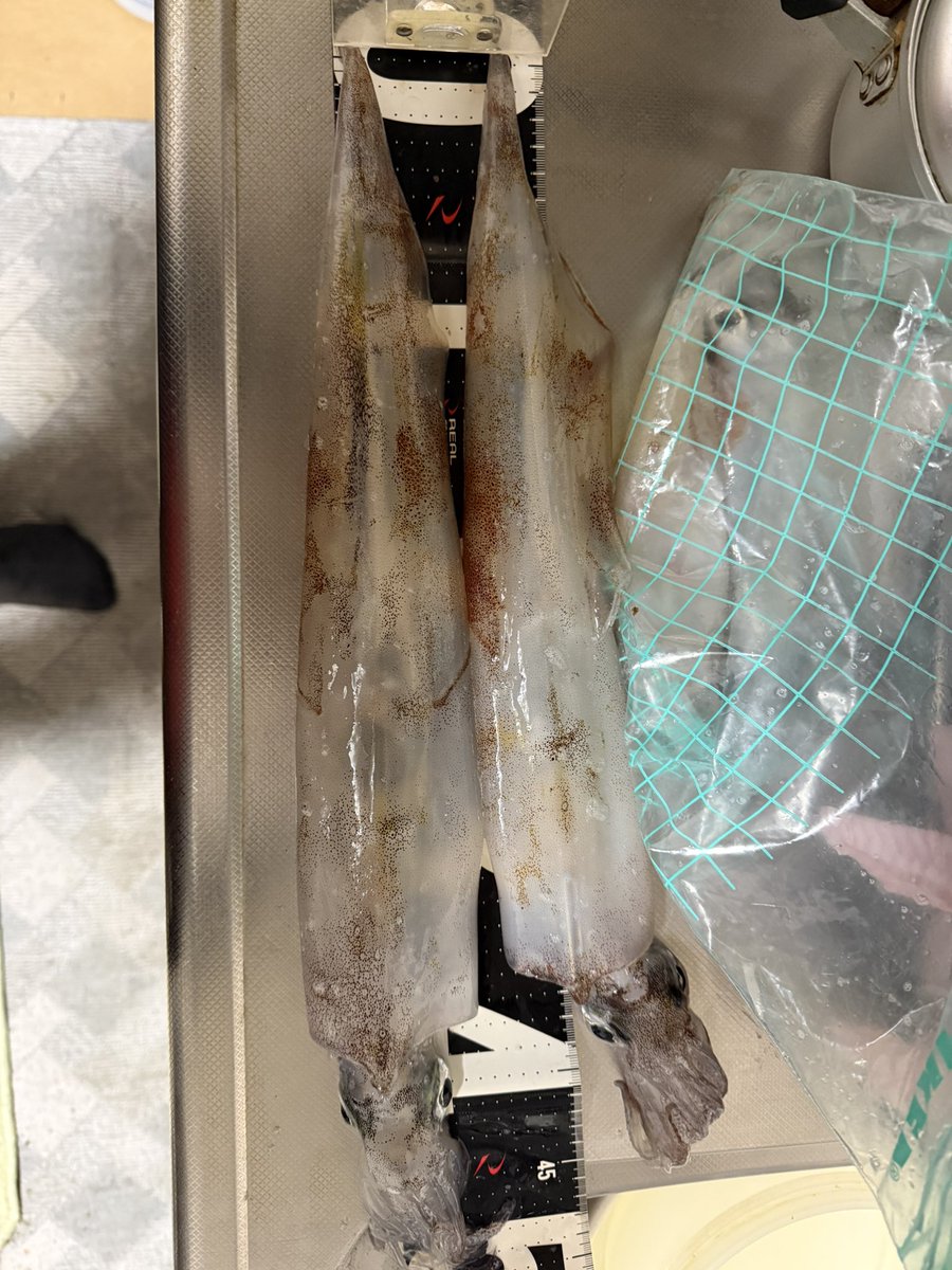 手稲の蒼い流星 tweet media