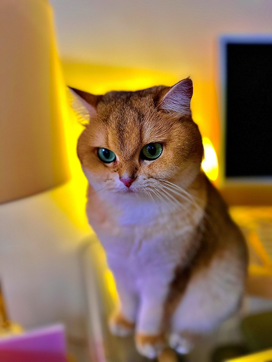 Simrin Phull tweet media