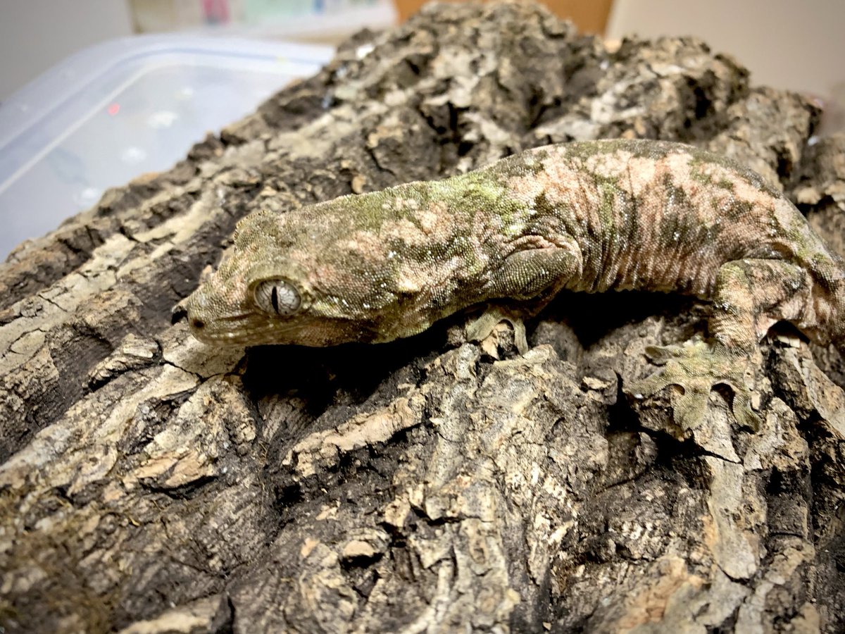 マモノミカドヤモリ