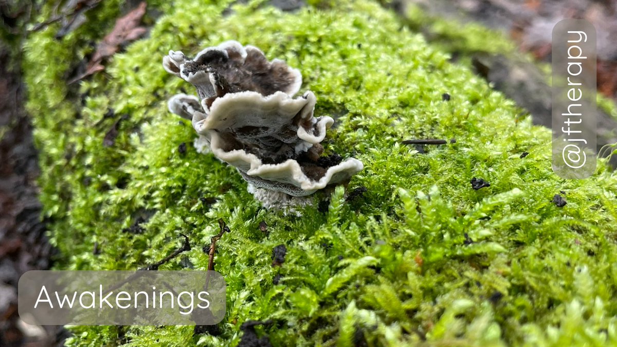 Seeing earliest breaths of #spring and a full moon yest 🌕🍄 and thinking of the #timetravel that keeps us in the future and the past and missing the present. Wishing you the #awakening of spring in your own time ✨🌷🪻🌱  #imbolc #nature  #therapistsconnect #jamiefearntherapy