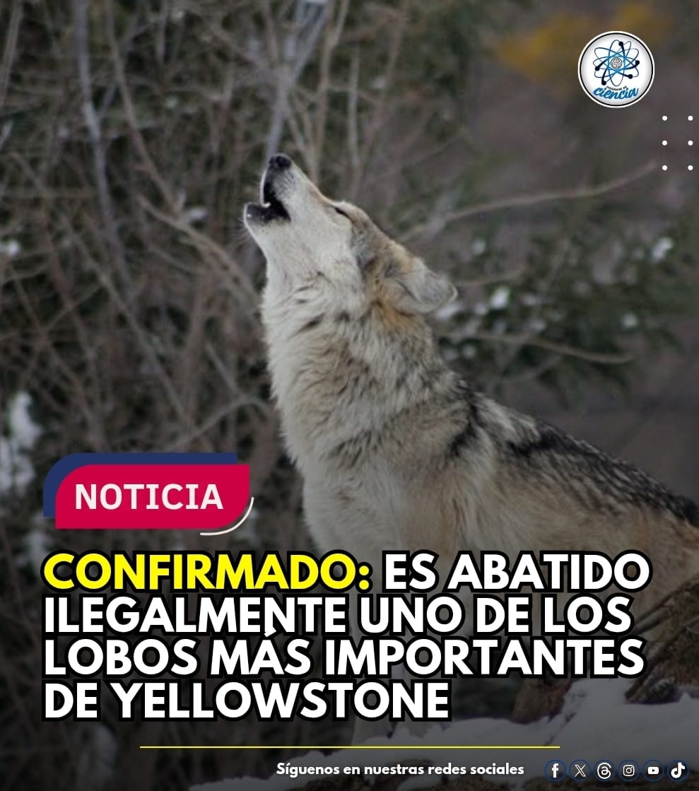 🚨📰 NOTICIA IMPORTANTE 

Una de las lobas más emblemáticas y estudiadas del Parque Nacional Yellowstone, miembro clave de la famosa manada Junction Butte, fue asesinada ilegalmente por cazadores fuera de los límites del parque, en el estado de Montana.

El animal era seguido de