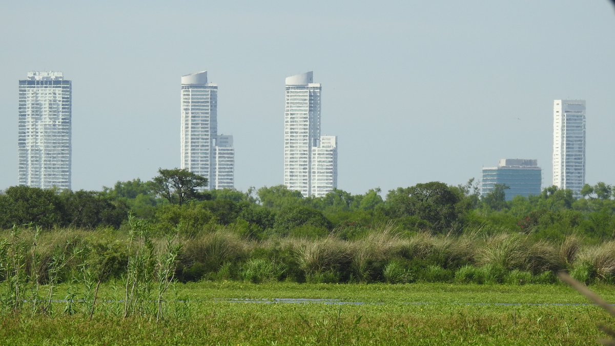 CesarMassi's tweet photo. Imaginate que necesitás una esponja gigante que evita que tu ciudad se inunde, mantenga napas y humedad ambiente durante sequías, provea oxígeno, te sirva como sumidero de carbono, reservorio de biodiversidad y sostén económico / alimentario de un montón de familias... https://t.co/XVrJB05JX1