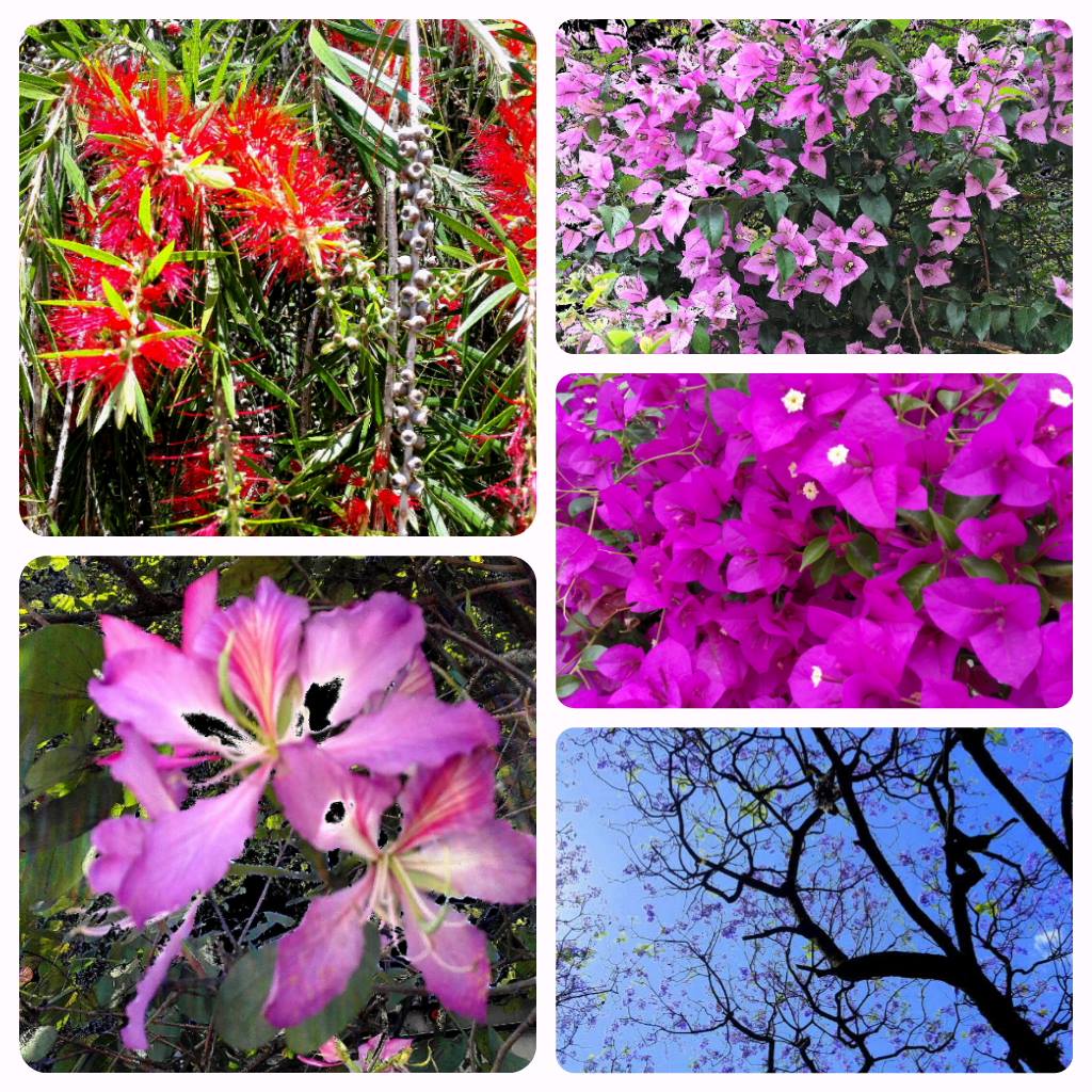 El intenso frío que hace en estos días provocará en plantas y árboles urbanos una intensa floración debido a que promueve la formación de ácido giberélico en los tejidos vegetales lo que induce a la planta a florear.  Lo positivo de estos fríos. #ClimaGT