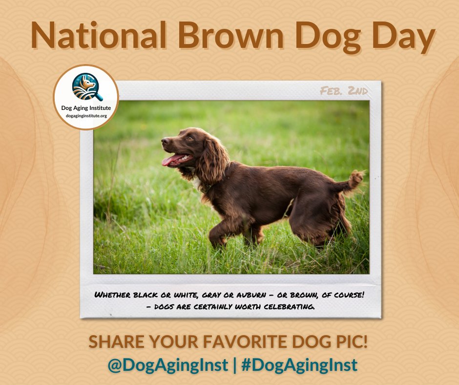 dogaginginst's tweet photo. Join us in celebrating #NationalBrownDogDay by sharing your favorite photo of your dog. It's a wonderful way to spread joy and connect with fellow #petlovers!

🐶 Discover more about the important work of the #DogAgingInst at https://t.co/XPEsZMWvHH https://t.co/cvDC3qdZCk