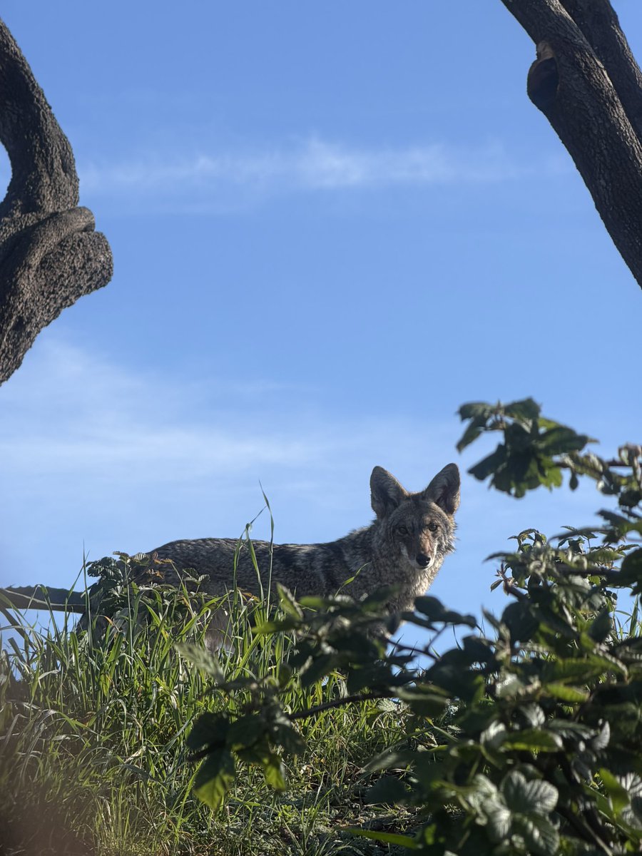 Scarlett Hao tweet media