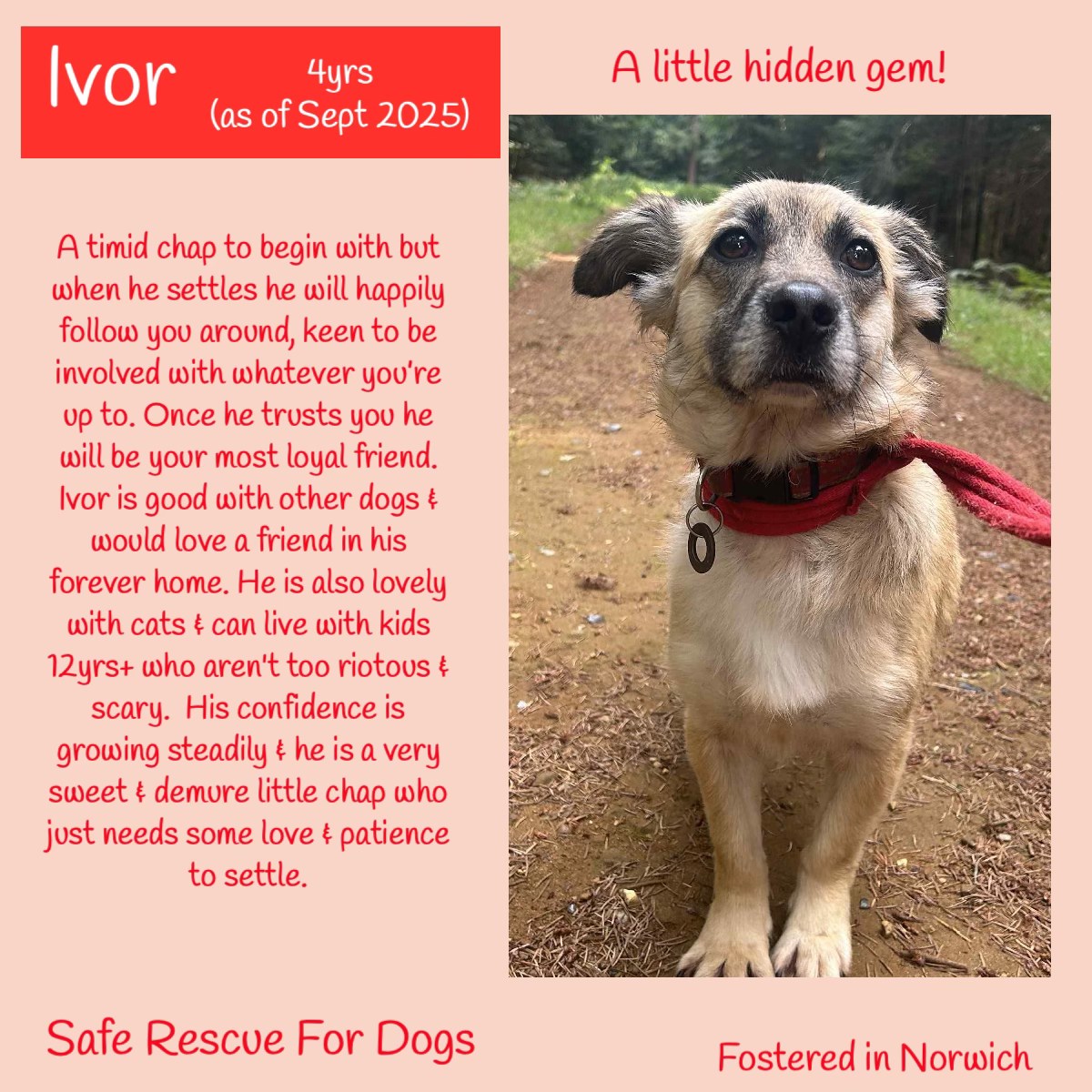 The_Animal_Team's tweet image. #k9hour IVOR is a smallish crossbreed around 4yo, &amp;amp; in foster in #Norwich #Norfolk.  He is a timid chap initially, but given time, he will happily follow you around keen to be involved with whatever you’re up to. It does take a little while to win his trust, but once earned he
