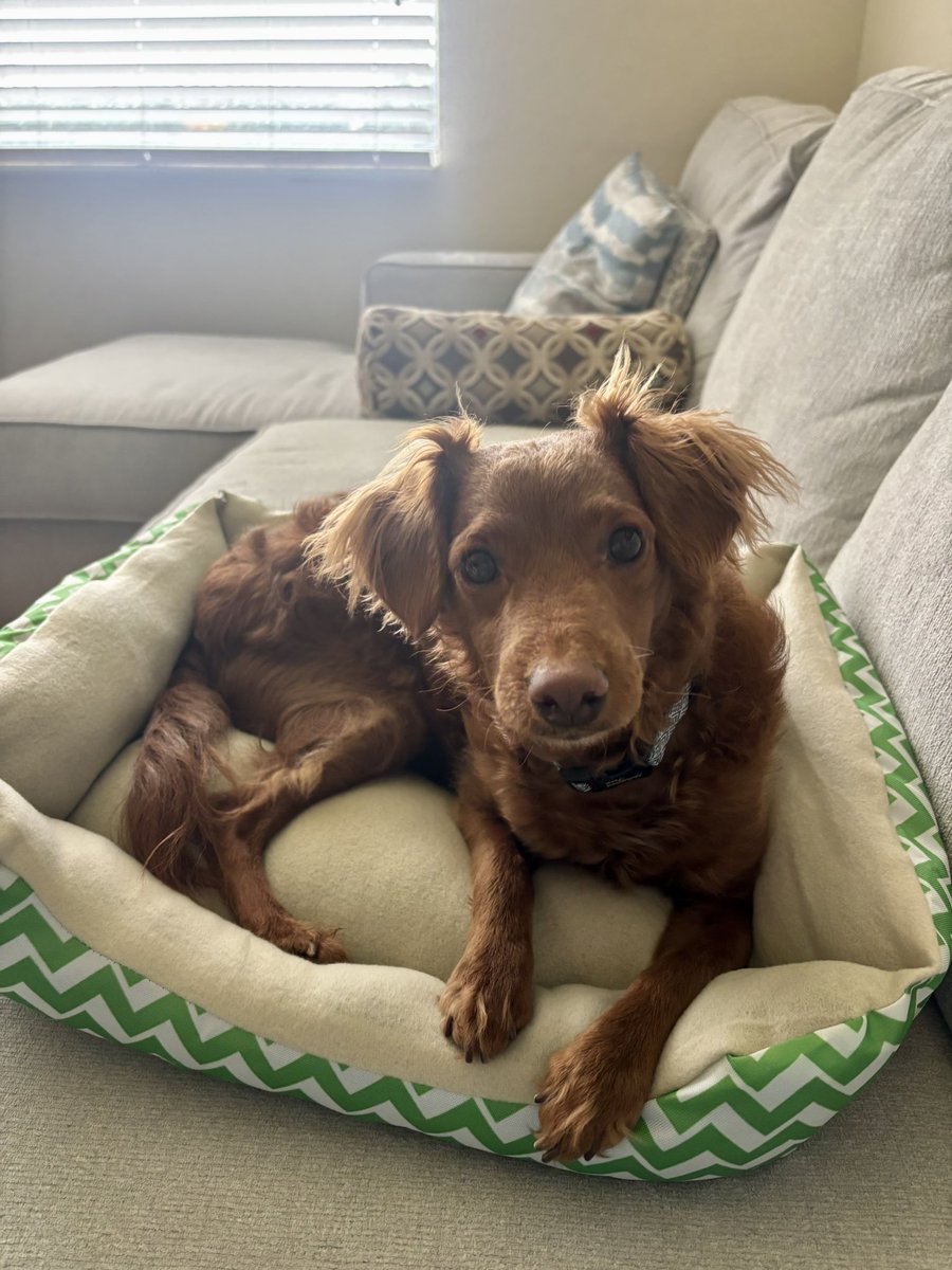 trackthetime's tweet photo. So happy with Jack’s new dog bed!   Fast delivery and he approves the comfy support. https://t.co/XGJiPcRyce  #WayfairCreator #Wayfair @Wayfair https://t.co/7xt4yQ31Az