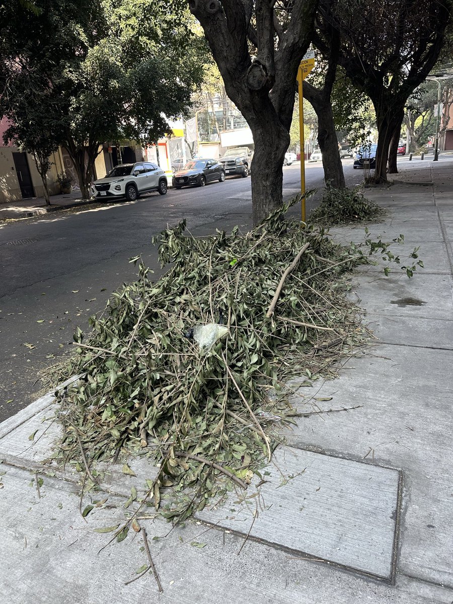 Abigail1508's tweet photo. @BJAlcaldia @LuisMendozaBJ podaron los árboles sobre Patricio Sanz y sobre Xola en Col. Del Valle Norte, pero dejaron los montones de ramas sin recoger, los van a comenzar a llenar de basura. Favor de mandar un camión recolector. https://t.co/nZb0lASbdP